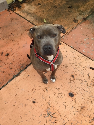Safe Pit Bull in El Sobrante, CA