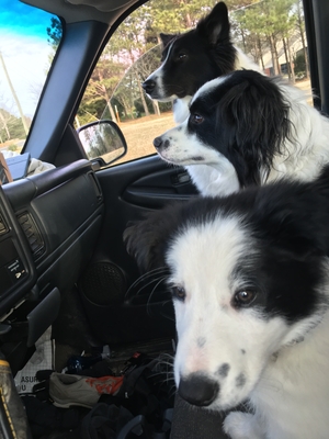 Safe Border Collie in Wake Forest, NC