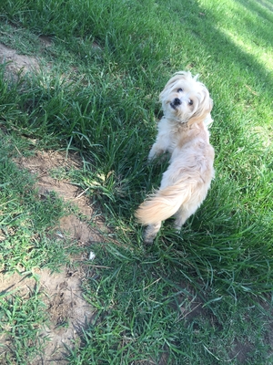 Safe Maltese in Sylmar, CA