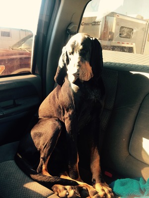 Safe Black and Tan Coonhound in Kansas City, MO