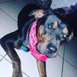Safe Rottweiler in Miami, FL