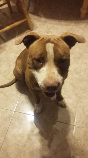 Safe Pit Bull in Phoenix, AZ