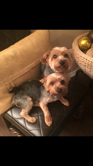 Safe Yorkshire Terrier in Rockwall, TX