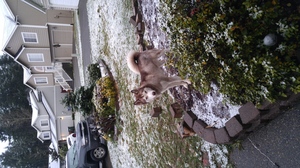 Safe Siberian Husky in SPANAWAY, WA