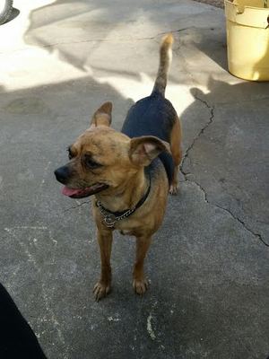 Safe Chihuahua in Rancho Cordova, CA