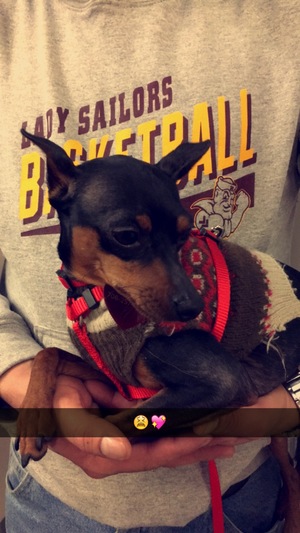 Safe Miniature Pinscher in Summit Argo, IL