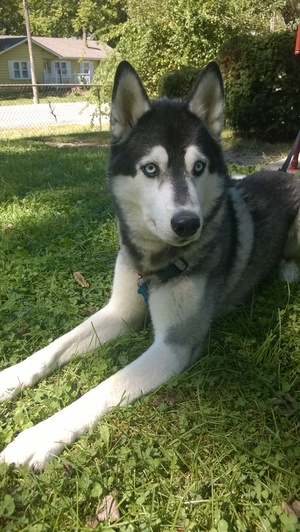 Safe Siberian Husky in Independence, MO