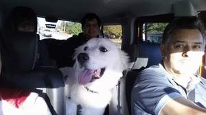 Safe Great Pyrenees in Norcross, GA