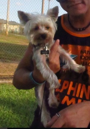 Safe Yorkshire Terrier in Miami, FL