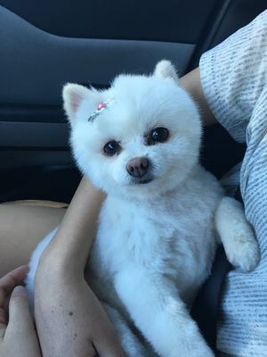 Safe Pomeranian in Mesa, AZ