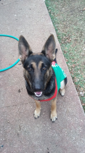 Safe German Shepherd Dog in Fort Worth, TX