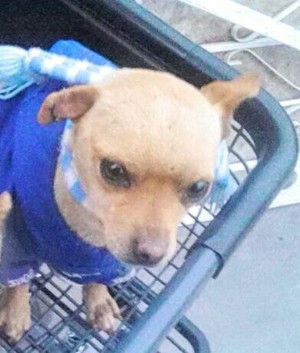 Safe Chihuahua in Richmond, CA