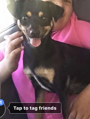 Safe Miniature Pinscher in Dade City, FL