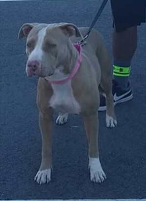 Safe Pit Bull in San Pedro, CA