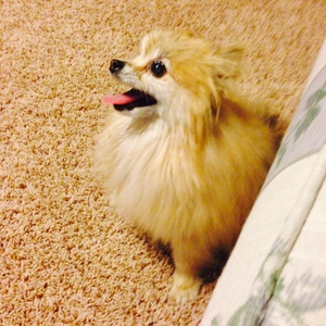 Safe Pomeranian in North Las Vegas, NV