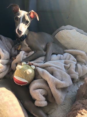 Safe Italian Greyhound in Hyattsville, MD