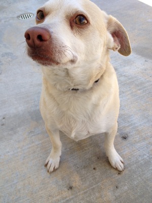 Safe Labrador Retriever in Valencia, CA