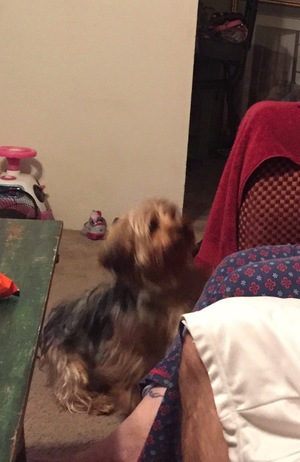 Safe Silky Terrier in Pasadena, TX