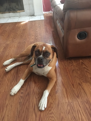 Safe Boxer in Moreno Valley, CA