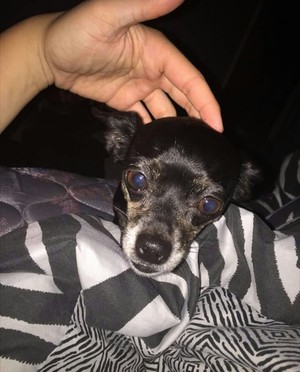 Safe Chihuahua in Murrieta, CA