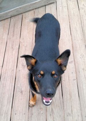 Safe German Shepherd Dog in Houston, TX