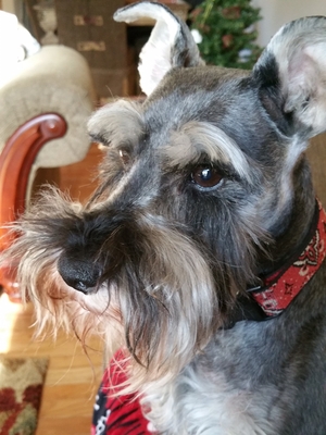 Safe Miniature Schnauzer in Townsend, TN