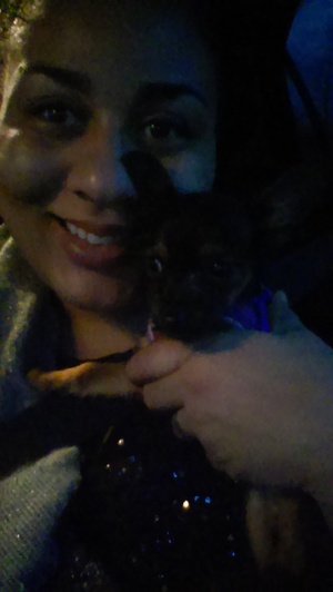 Safe Chihuahua in Wixom, MI