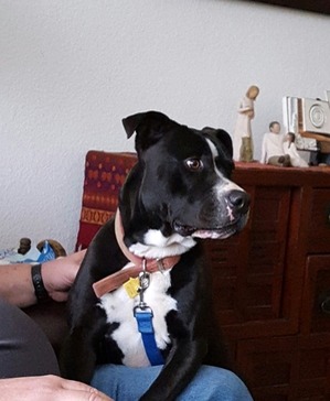 Safe Pit Bull in Fort Worth, TX US