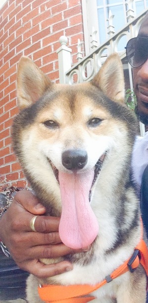 Safe Shiba Inu in Jamaica, NY