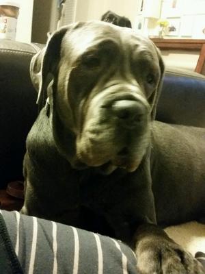 Safe Mastiff in Charlotte, NC