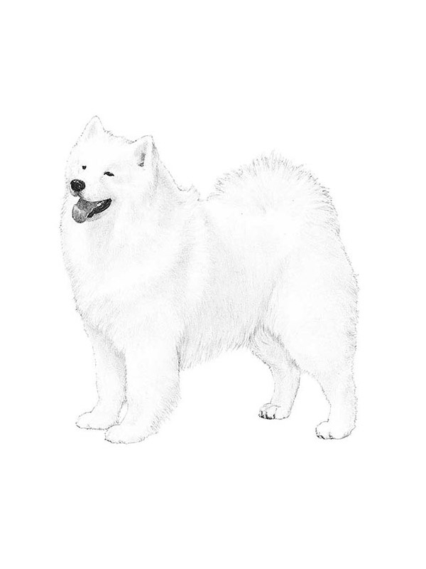 Safe Samoyed in Seattle, WA