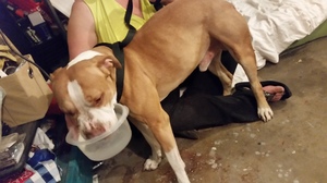 Safe Pit Bull in Phoenix, AZ