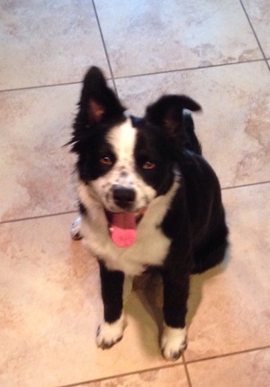 Safe Border Collie in Buckeye, AZ