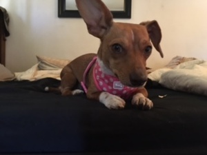 Lost Chihuahua in Fallbrook, CA