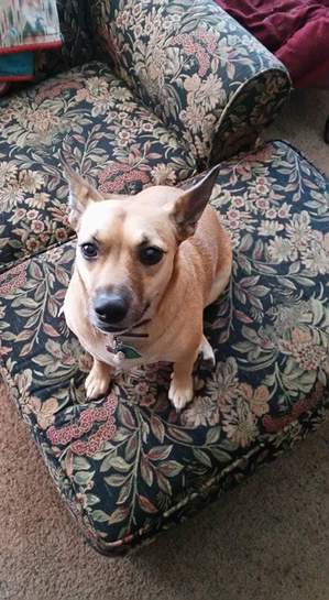 Safe Basenji in Langley, WA