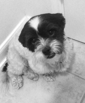 Safe Shih Tzu in Houston, TX