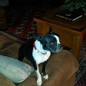 Safe Boston Terrier in San Antonio, TX