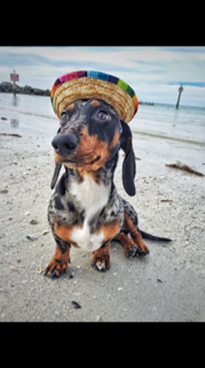 Safe Dachshund in Sarasota, FL