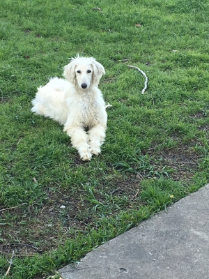 Safe Afghan Hound in Arlington, TX