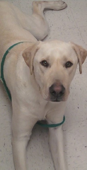 Safe Labrador Retriever in Alexandria, VA