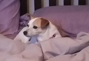 Safe Jack Russell Terrier in Nashville, TN