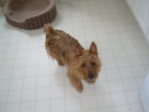 Safe Australian Terrier in Mount Holly, NJ