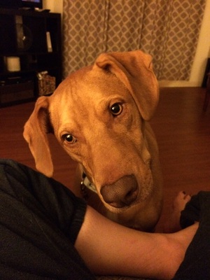 Safe Redbone Coonhound in Lewisberry, PA