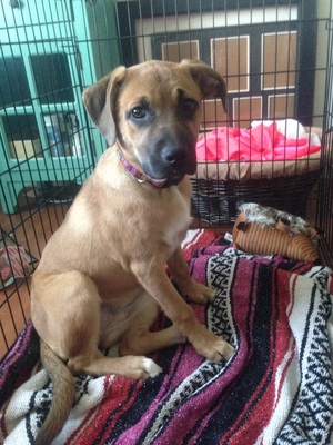 Safe Black Mouth Cur in Lewisberry, PA