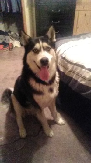 Safe Siberian Husky in Albuquerque, NM