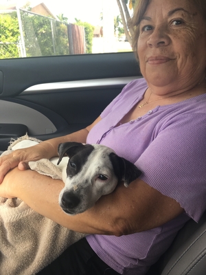 Safe Jack Russell Terrier in Miami, FL