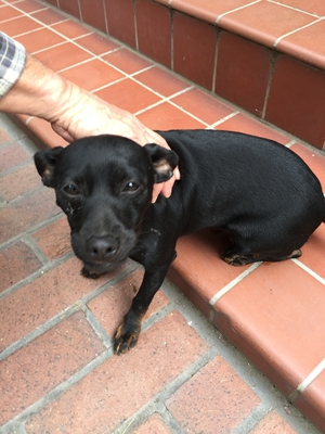 Safe Labrador Retriever in Santa Ana, CA