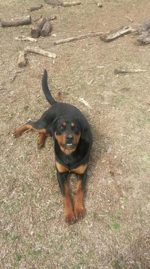 Safe Rottweiler in Claremore, OK