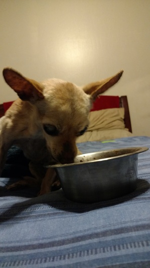 Safe Chihuahua in Calipatria, CA