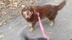 Safe Border Collie in Broken Arrow, OK